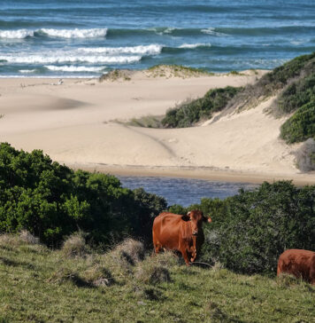 A tale of beaches, bokkies and Beefmasters