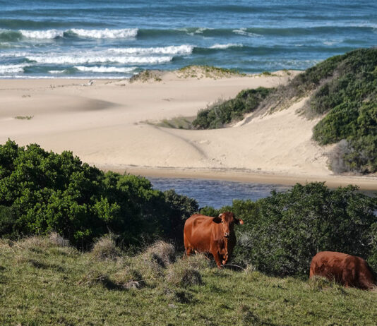 A tale of beaches, bokkies and Beefmasters
