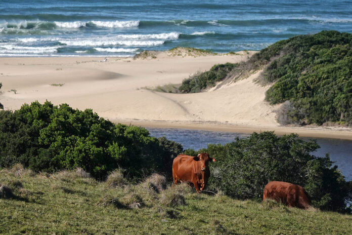 A tale of beaches,  bokkies and Beefmasters