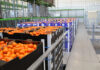 Fruit industry must turn rising volumes into better returns