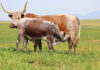 The Nguni keeps outperforming expectations