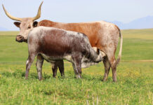 The Nguni keeps outperforming expectations