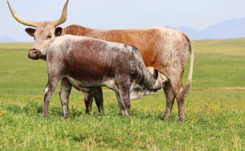 The Nguni keeps outperforming expectations