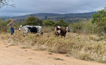 How Nguni cattle help a fourth-generation farm adapt