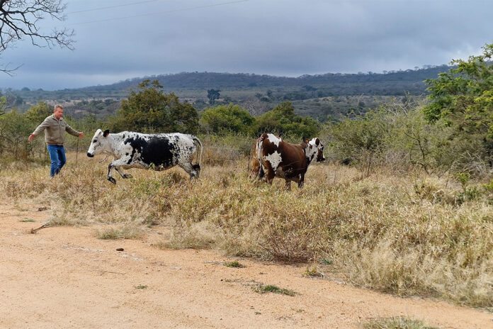 How Nguni cattle help a fourth-generation farm adapt