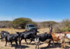 The doctor who chose Nguni cattle