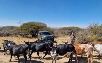 The doctor who chose Nguni cattle