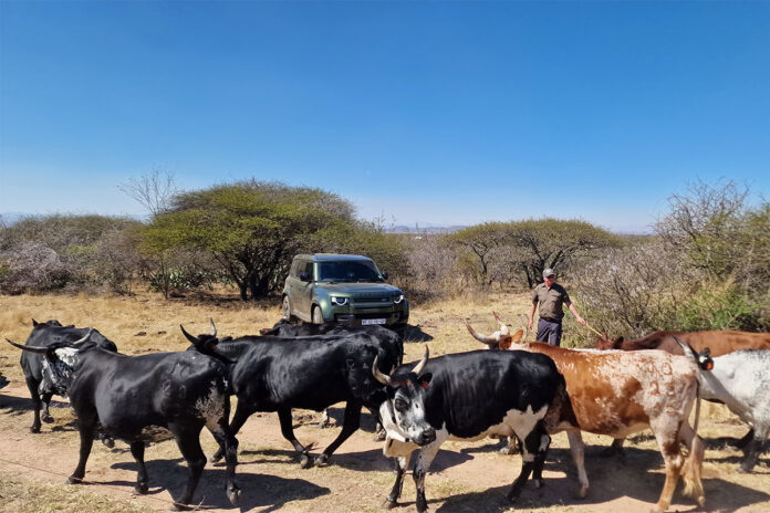 The doctor who chose Nguni cattle