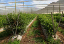 Drought resilience starts with the farm’s finances