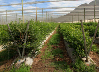 Drought resilience starts with the farm’s finances
