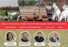 WEBINAR | What should farmers consider when building a productive goat herd?