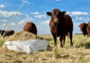 How tech is shaping the future of animal feed