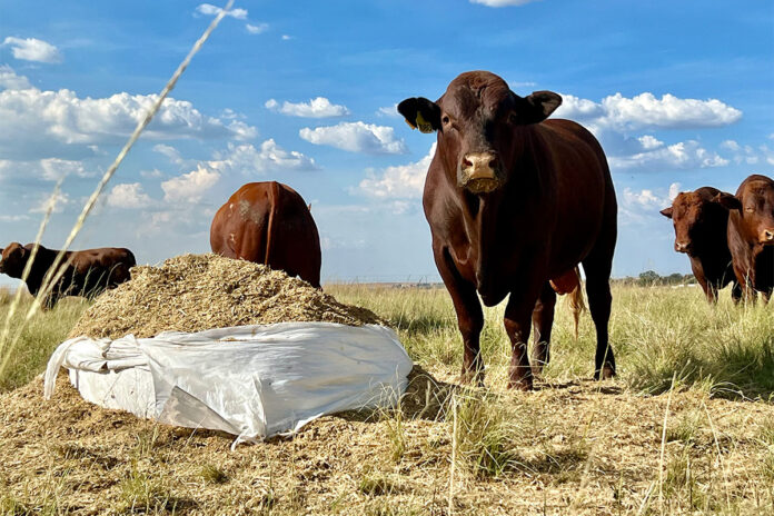 How tech is shaping the future of animal feed