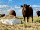 How tech is shaping the future of animal feed