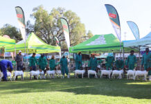 How the Windhoek Show grew into a regional agricultural hub