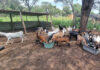 Building a profitable indigenous goat enterprise