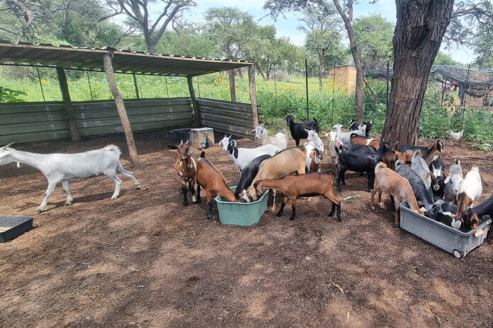 Building a profitable indigenous goat enterprise