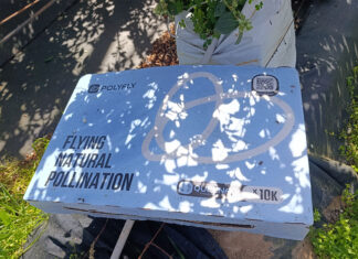 Hoverflies take flight in SA as back-up crop pollinators