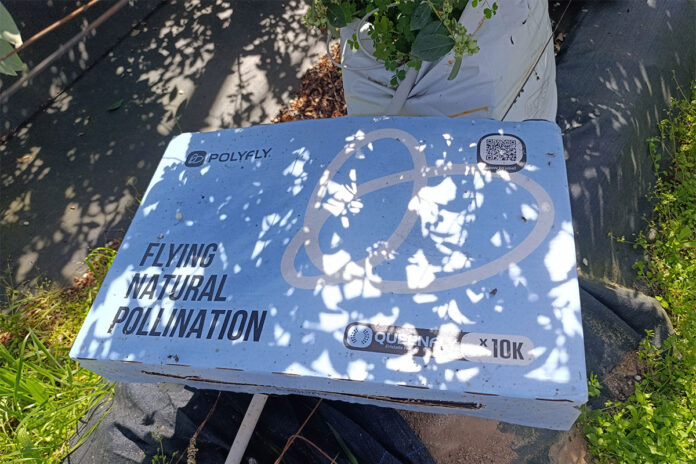 Hoverflies take flight in SA as back-up crop pollinators