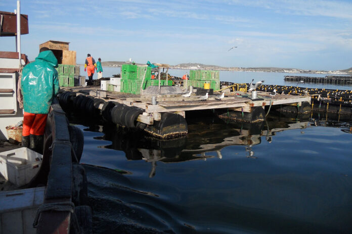 The state of SA’s small-scale aquaculture