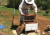 Before you buy a hive, learn to read the bees
