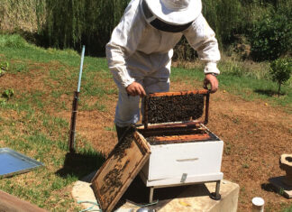 Before you buy a hive, learn to read the bees