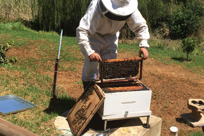 Before you buy a hive, learn to read the bees