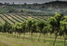 Plunging prices leave little to celebrate on World Macadamia Day
