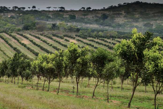Plunging prices leave little to celebrate on World Macadamia Day