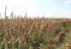 Nampo Cape builds momentum as farm pressures mount