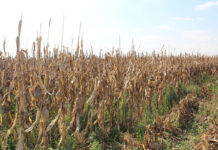 Nampo Cape builds momentum as farm pressures mount