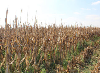 Nampo Cape builds momentum as farm pressures mount