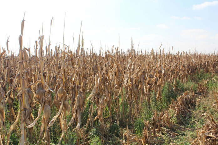 Nampo Cape builds momentum as farm pressures mount