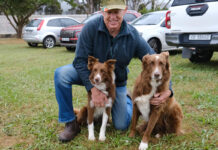 ‘A well-trained dog is far better at reading sheep than we are’