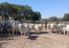 Namibia’s agricultural future lies beyond beef