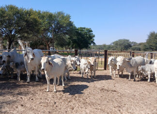 Namibia’s agricultural future lies beyond beef
