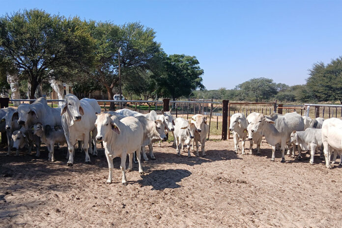 Namibia’s agricultural future lies beyond beef