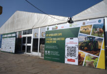 Beyond production: Creating more value from African agriculture
