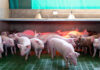 Pig welfare and farmers’ profitability find common ground
