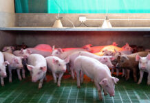 Pig welfare and farmers’ profitability find common ground