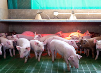 Pig welfare and farmers’ profitability find common ground