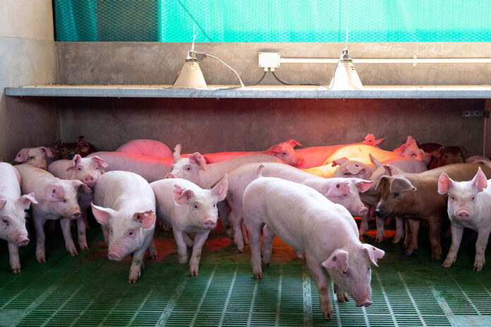 Pig welfare and farmers’ profitability find common ground