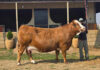 Simmentaler cow breaks SA record with R220 000 price tag