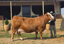 Simmentaler cow breaks SA record with R220 000 price tag