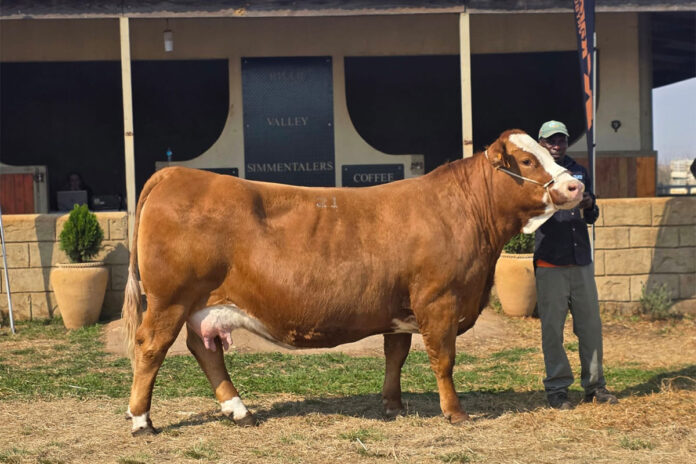 Simmentaler cow breaks SA record with R220 000 price tag
