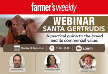 Santa Gertrudis: A practical guide to the breed and its commercial value