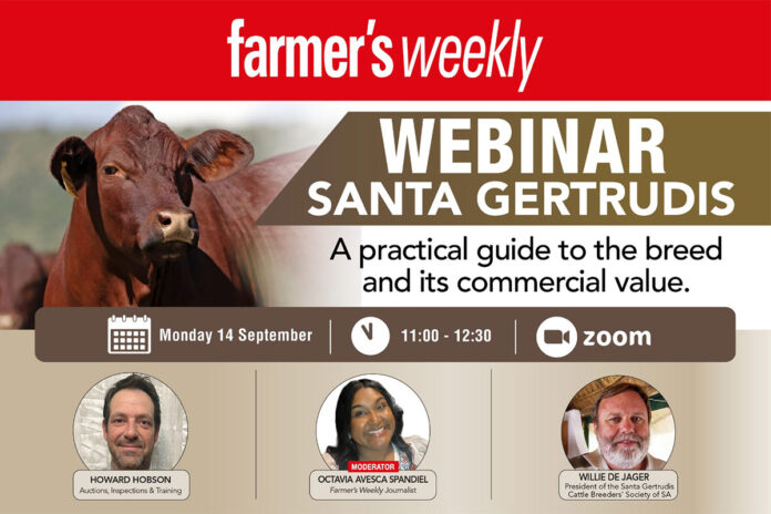Santa Gertrudis: A practical guide to the breed and its commercial value