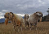 From bush control to Savanna stud breeding
