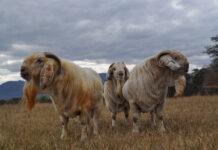 From bush control to Savanna stud breeding