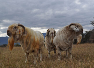 From bush control to Savanna stud breeding